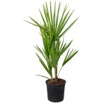 Chamaerops humilis - palmier nain européen - palmier rustique - plantes de jardin - hauteur 40 - 50 cm ... Chamaerops humilis - palmier nain européen - palmier rustique - plantes de jardin - hauteur 40 - 50 cm ...