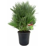 Plant in a box - palmier nain - chamaerops 'vulcano' - hauteur 45 - 55cm - ?24cm Plant in a box - palmier nain - chamaerops 'vulcano' - hauteur 45 - 55cm - ?24cm