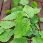 Charme fastigi� / pot de 7, 5l