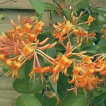 Ch�vrefeuille de brown mandarin� / godet