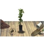 Chvrefeuille du japon halliana / pot de 1, 5l