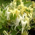 Chèvrefeuille du japon halliana / pot de 3l Chèvrefeuille du japon halliana / pot de 3l