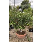 Vivaio garden forest - citron 4 saisons dans un bol 70 cm h 180 cm - arbre à fruits photos réelles Vivaio garden forest - citron 4 saisons dans un bol 70 cm h 180 cm - arbre à fruits photos réelles