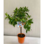 Vivaio garden forest - citronnier x clémentine citrus limon x citrus clementina hybride photo réelle Vivaio garden forest - citronnier x clémentine citrus limon x citrus clementina hybride photo réelle