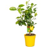 Citrus limon - citronnier - agrume - arbre fruitier - plantes de jardin - hauteur 50 - 70 cm - pot 19 ... Citrus limon - citronnier - agrume - arbre fruitier - plantes de jardin - hauteur 50 - 70 cm - pot 19 ...