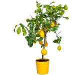Citrus limon - citronnier - arbre fruitier - citrus - plante de jardin - 60 - 80 cm de haut - pot 21 ... Citrus limon - citronnier - arbre fruitier - citrus - plante de jardin - 60 - 80 cm de haut - pot 21 ...