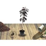 Arbre  soie summer chocolate / pot de 4l