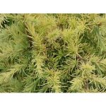 Cèdre de l'himalaya deodara lime glow / pot de 5l Cèdre de l'himalaya deodara lime glow / pot de 5l