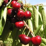 Cerisier bigarreau burlat ? arbre fruitier caduc 4 � 6m ? fleurs blanches ? autofertile ? fruits rouges ...