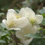 Clmatite cireuse cirrhosa jingle bell's / godet