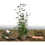 Hibiscus, alth�a pink chiffon� 'jwnwood4' / pot de 4l