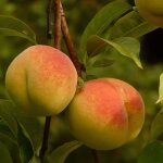P�cher reine des vergers / pot de 10l