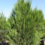 Thuya g�ant plicata atrovirens / pot de 3l
