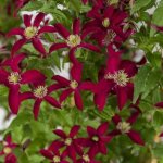 Cl�matite viticella glorious� red 'zo23015' / pot de 2l