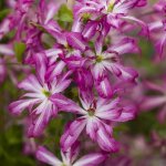 Cl�matite viticella glorious� surprise 'zo24010' / pot de 2l