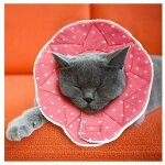 Collerette confortable de post - chirurgie pour chats et chiens, robuste, impermable, rsistante aux ...