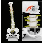 Mod�le de colonne vert�brale 38 cm mod�le de colonne vert�brale humain flexible amovible pour l'enseignement ...