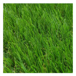 Comercial candela - gazon synthtique 2x5m 40mm lisse duveteux jardin extrieur type quatre - tons