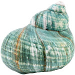 Coquillage marin naturel vert rare 10cm d�coration plage oc�an