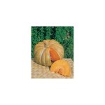 Courge musquee de provence - 5 g - graines Courge musquee de provence - 5 g - graines