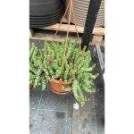 Crassula hottentot pot 14cm photos relles