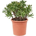 Plant in a box - arbre de jade - crassula ovata 'hobbit' - hauteur 55 - 60cm - ?30cm
