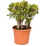 Plant in a box - arbre de jade - crassula ovata 'sunset' - hauteur 55 - 60cm - ?30cm