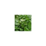Cresson de fontaine � large feuille ? semis de mars � juin ? plante aquatique pour sol tr�s humide ? ...