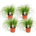Herbe à chat - set de 4 - cyperus zumula - hauteur 30 - 40cm - ?12cm Herbe à chat - set de 4 - cyperus zumula - hauteur 30 - 40cm - ?12cm