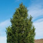 Cyprès de lawson 'columnaris' (chamaecyparis lawsoniana 'columnaris') Cyprès de lawson 'columnaris' (chamaecyparis lawsoniana 'columnaris')