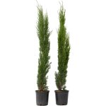 Plant in a box - cyprès toujours vert - set de 2 - cupressus sempervirens - h70 - 80cm - ?19cm Plant in a box - cyprès toujours vert - set de 2 - cupressus sempervirens - h70 - 80cm - ?19cm
