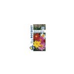 Dahlia nain mignon vari - 1g