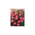 Delosperma jewel of desert garnet - plantes vivaces Delosperma jewel of desert garnet - plantes vivaces