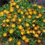 Delosperma orange wonder - plantes vivaces