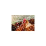 Destockoutils - grillage  poule 10 x 1m pour poulailler