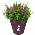 Elho bac  fleurs rond jardinire mre violet en plastique pour extrieur jardin terrasse pot de fleurs ...