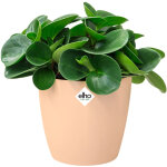 Elho bac  fleurs rond jardinire pche bleu or en plastique pour extrieur jardin terrasse pot de fleurs ...