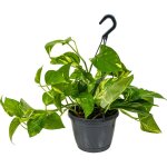 Epipremnum aureum - lierre du diable - plante suspendue - aussi adapte comme plante grimpante - plante ...