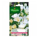 Eschscholtzia blanc vilmorin