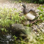 Gargouille canard avec pompe solaire pour bassin jeu d'eau figure de bassin 101659 - esotec