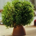 Esschert design - kit cresson pr�t � pousser 5 � 8 jours