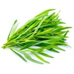 Estragon (artemisia dracunculus)