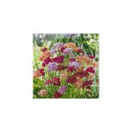 Achillea millefolium colorado - plantes vivaces