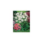 Offre anemones japonica - plante vivace - 6 godets Offre anemones japonica - plante vivace - 6 godets