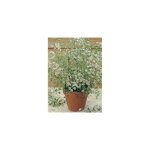 Anis vert - graines de l�gumes - 2 g