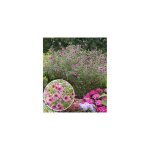 Anisodontea - le godet - arbes / arbustes