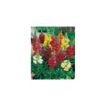 Anthirrhinum muflier vivace - 3 godets - plante Anthirrhinum muflier vivace - 3 godets - plante