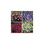 Asters dumosus - lot de 6 - plantes vivaces
