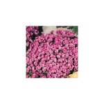 Aubrietia rose plante vivace - 3 godets