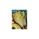 Chicoree barbe de capucin amere - graines de l�gumes - 3g